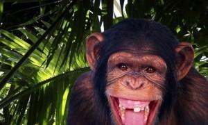 Կապիկի տարվա ամանորյա սցենար Սցենար կապիկի տարվա մրցույթներով